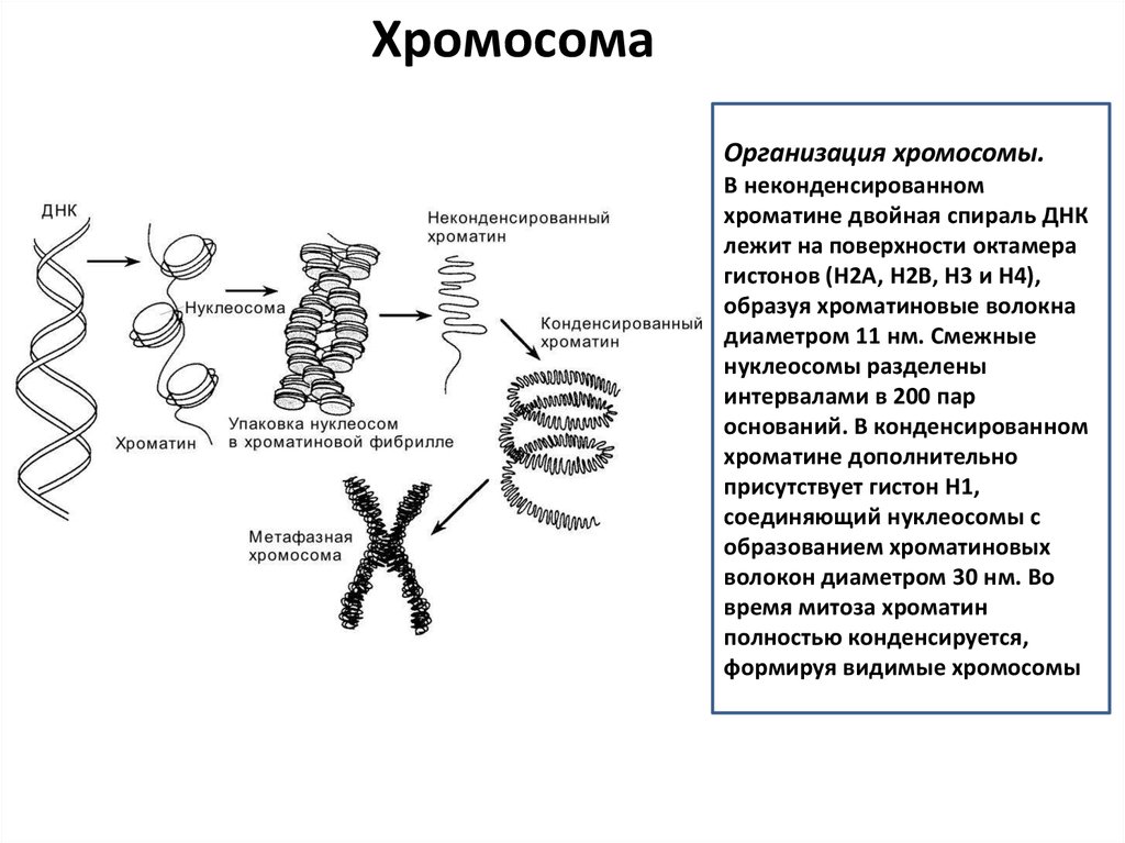 Что собой представляет хроматин