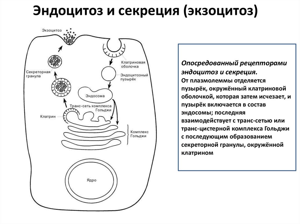 Этапы эндоцитоза. Схема эндоцитоза и экзоцитоза гистология. Схема Эндо и экзоцитоз. Эндоцитоз и экзоцитоз схема. Эндоцитоз схема.