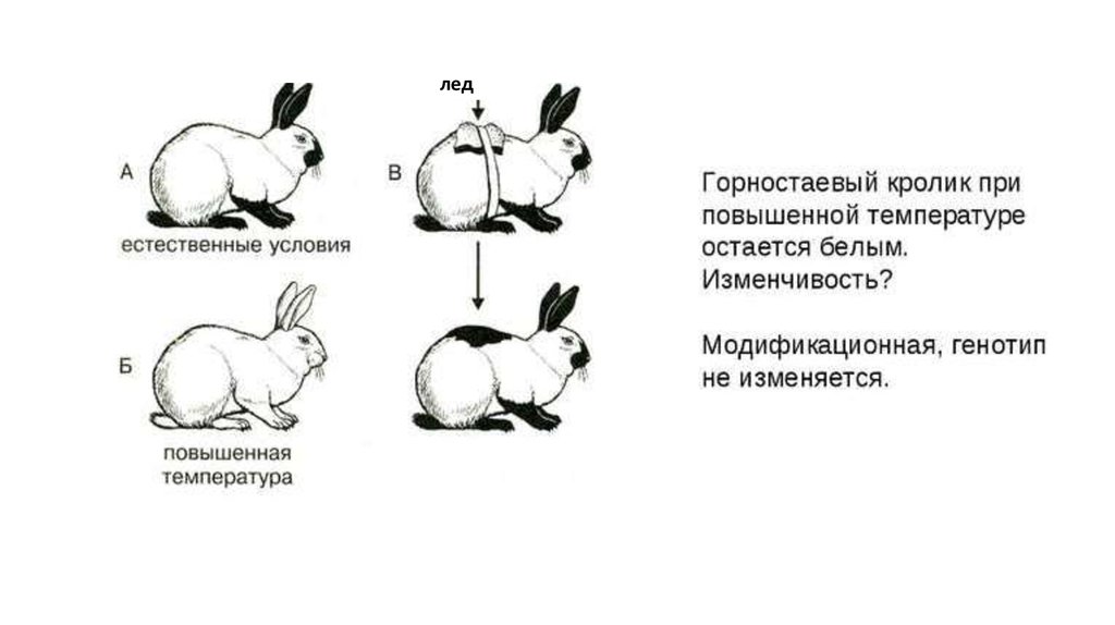 На рисунке изображены горностаевые кролики. Горностаевый кролик модификационная изменчивость. Модификационная изменчивость кролик. Гималайский кролик модификационная изменчивость. Фенотипическая изменчивость кролика.