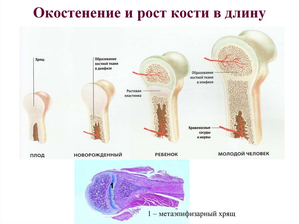 Расту в длину. Рост кости в длину и толщину анатомия. Рост кости в толщину. Процесс оссификации костей. Рост кости анатомия.