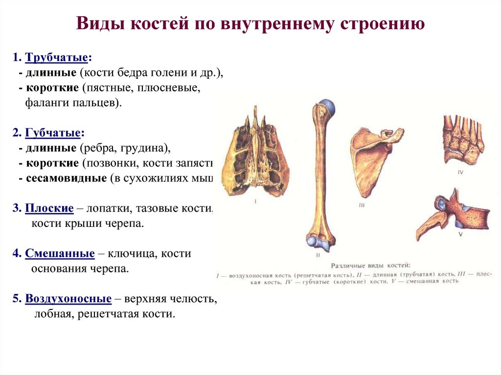 Назовите длинные кости. Кости трубчатые губчатые плоские смешанные. Кости по классификации строения костей. Виды костей человека и их строение. Трубчатые кости таблица.