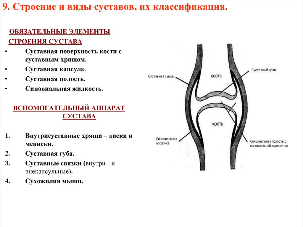 Виды строения. Строение сустава основные и вспомогательные элементы сустава. Строение сустава человека и функции. Суставы их строение классификация. Строение сустава строение классификация.