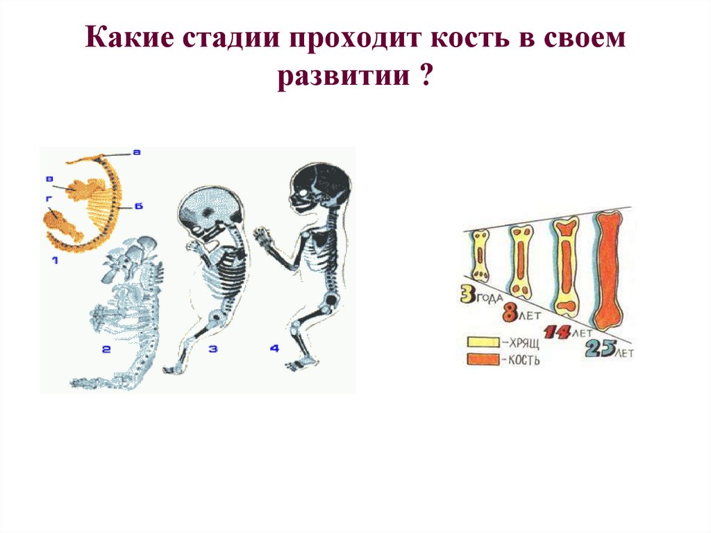 Какие стадии проходит. Какие стадии развития проходит кость. Какие стадии в своем развитии проходят кости. Какие стадии развития. Какие стадии прошел человек в своем развитии.