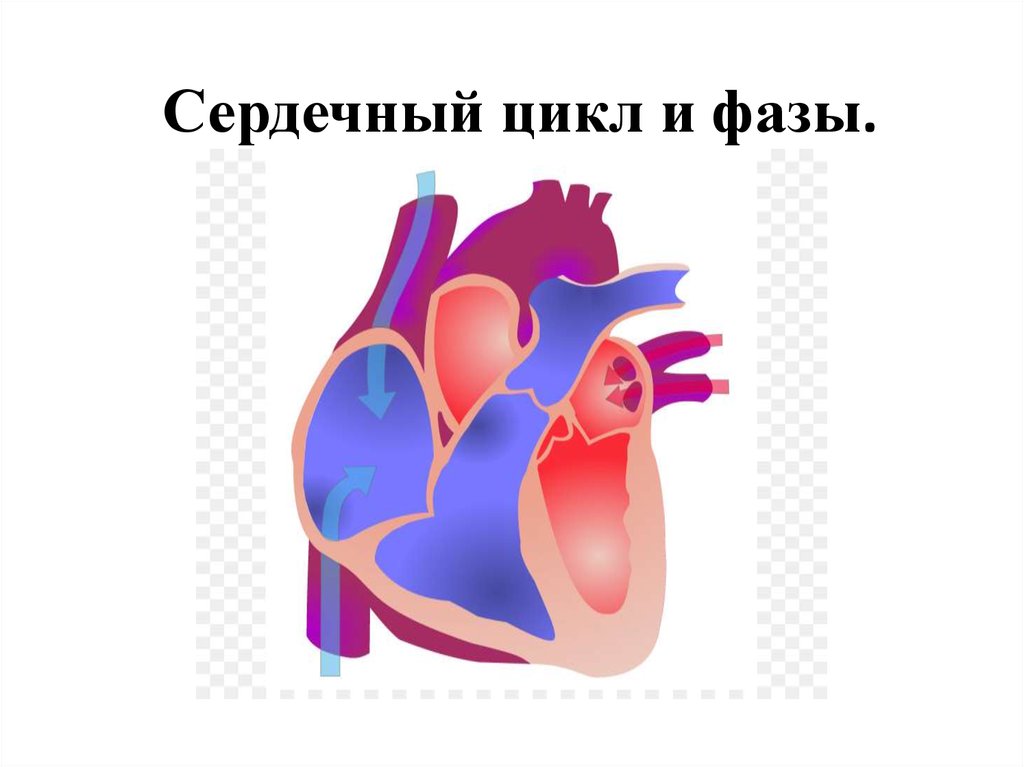 Пассивное наполнение сердца кровью фаза сердечного цикла