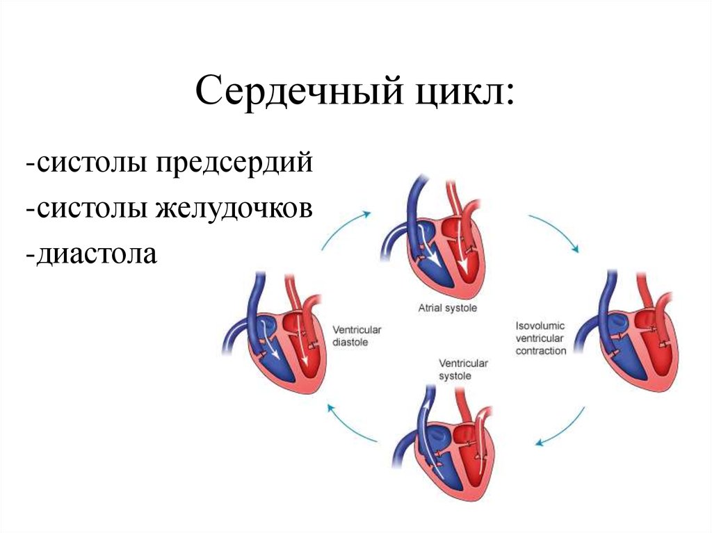 Рассмотрите рисунок на котором представлена схема сердечного цикла как называется фаза 2