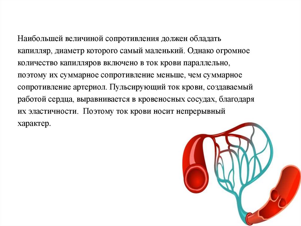 Физиология сердечно сосудистой системы