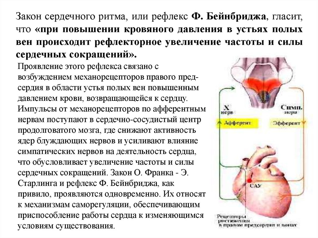 Физиология ссс