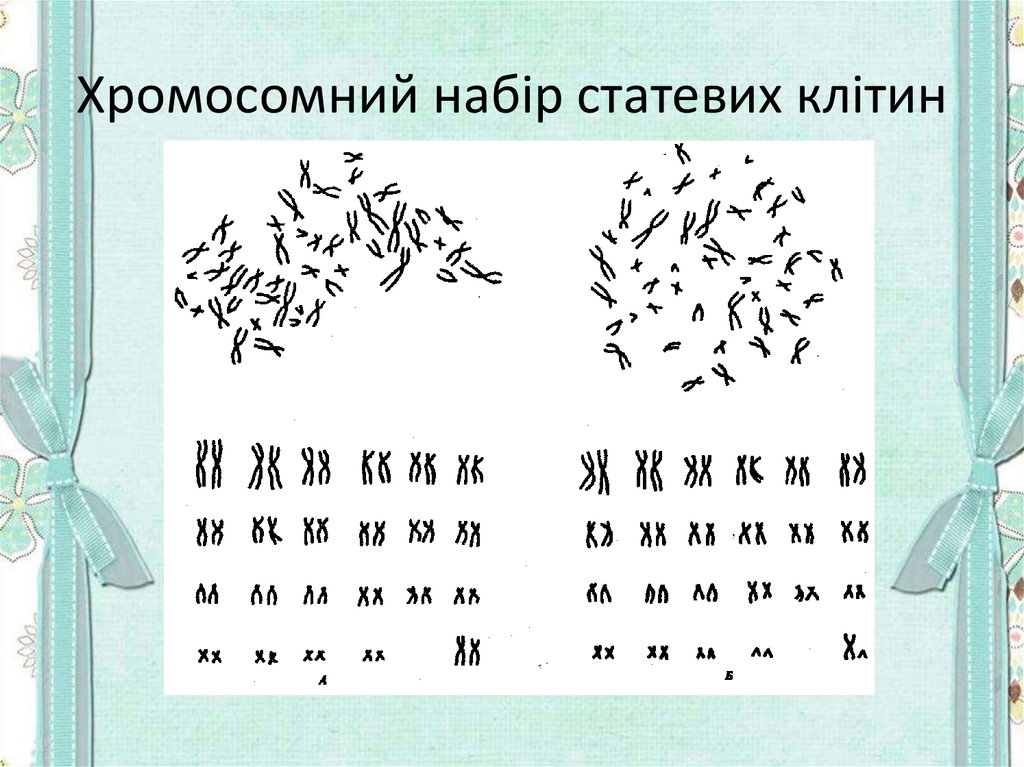 Хромосомний набір статевих клітин