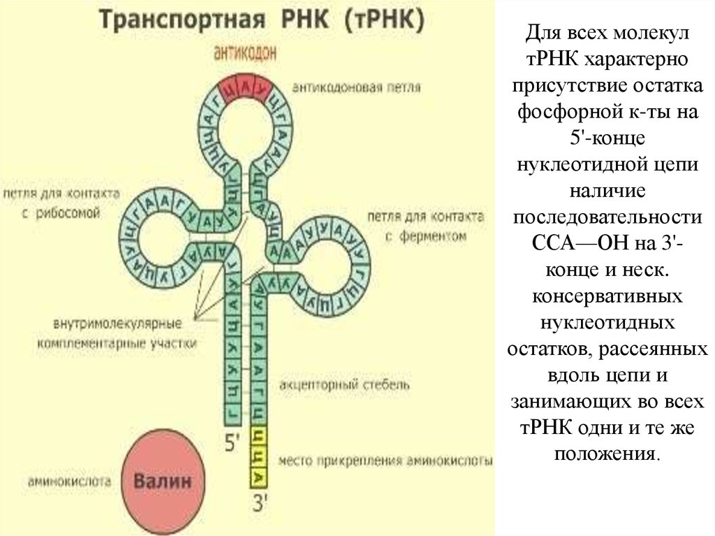 Число молекул трнк