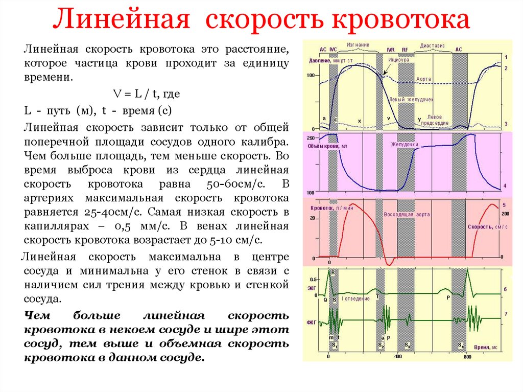 Линейная скорость кровотока в артериях