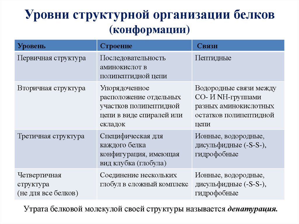 Особенности строения связи. Первичный уровень структурной организации белковой молекулы. Белки. Уровни структурной организации белковой молекулы. Уровни структурной организации белковой молекулы. Охарактеризуйте уровни организации белковых молекул.