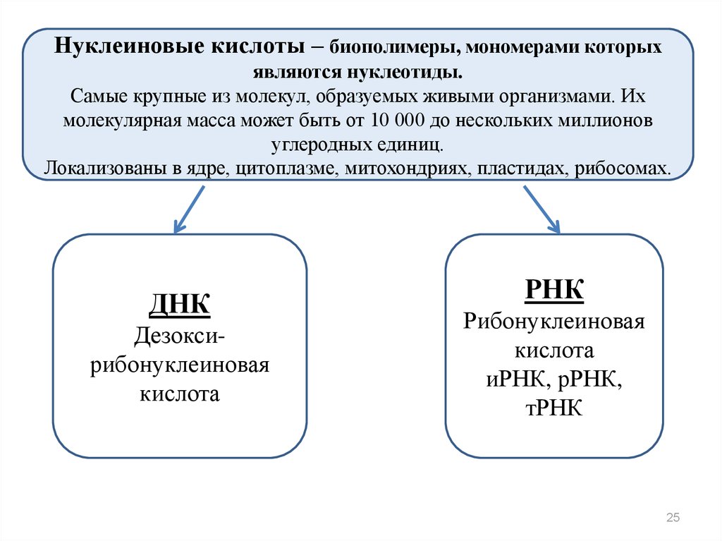 Виды биополимеров рнк