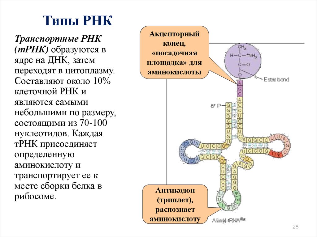 Размеры рнк. Функции ТРНК кратко. Процесс синтеза т РНК. ДНК РНК ТРНК ИРНК МРНК.