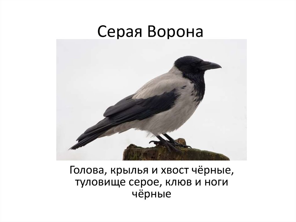 Ворон ворона ударение. Загадка о вороне. Загадка о вороне для детей. Загадка про ворона. Загадка про ворону.