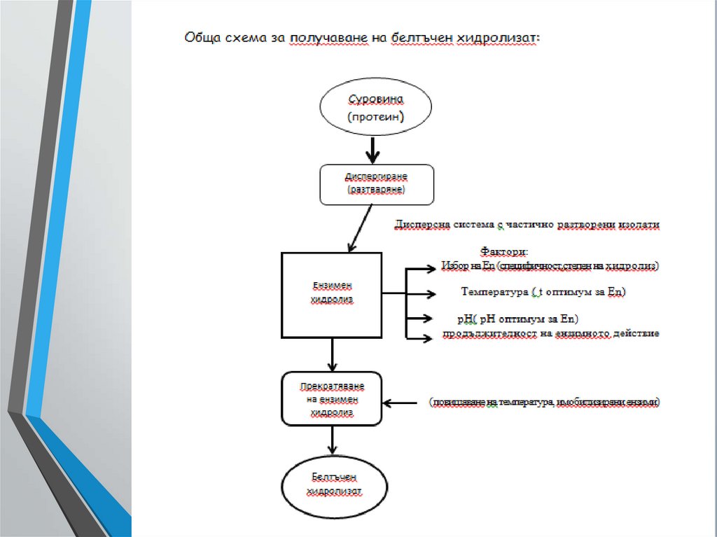 Получаване на хидролизати от хранителни протеини, казеин и суроватка ...