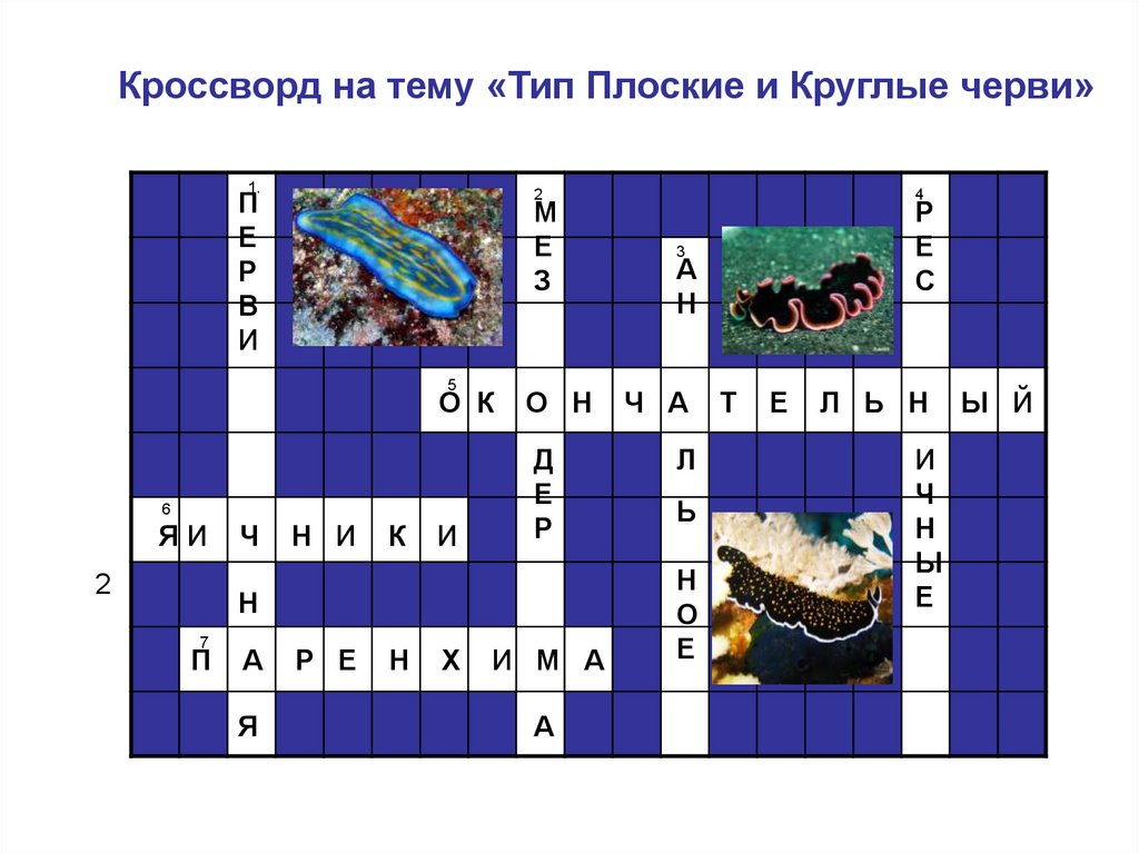 Кроссворд по биологии 7. Тип кольчатые черви кроссворд биология 7 класс. Кроссворд типы плоские круглые кольчатые черви. Кроссворд Тип плоские черви. Кроссворд по биологии 7 класс.