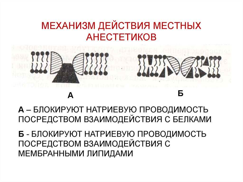 Действуют местно. Механизм действия местных анестетиков схема. Местные анестетики механизм действия фармакология. Механизм действия местноанестетиков. Местная анестезия механизм действия.