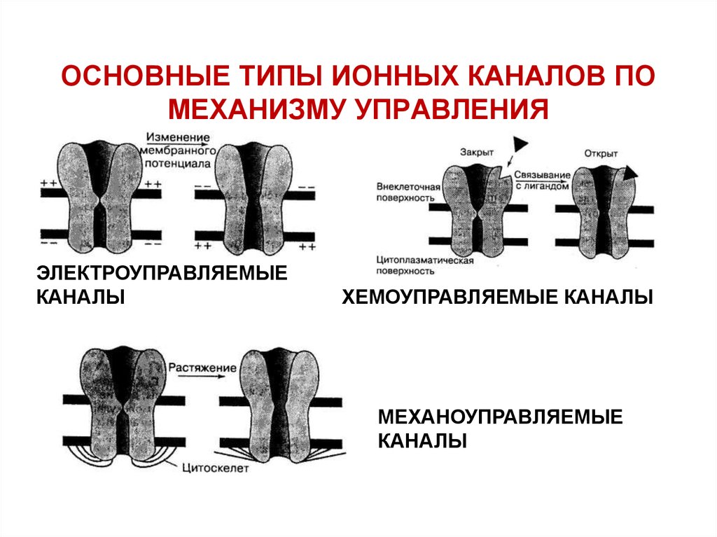 Виды каналов в тг. Ионные каналы типы ионных каналов. Классификация каналов мембраны. Механоуправляемые ионные каналы. Механизмы активации ионных каналов.