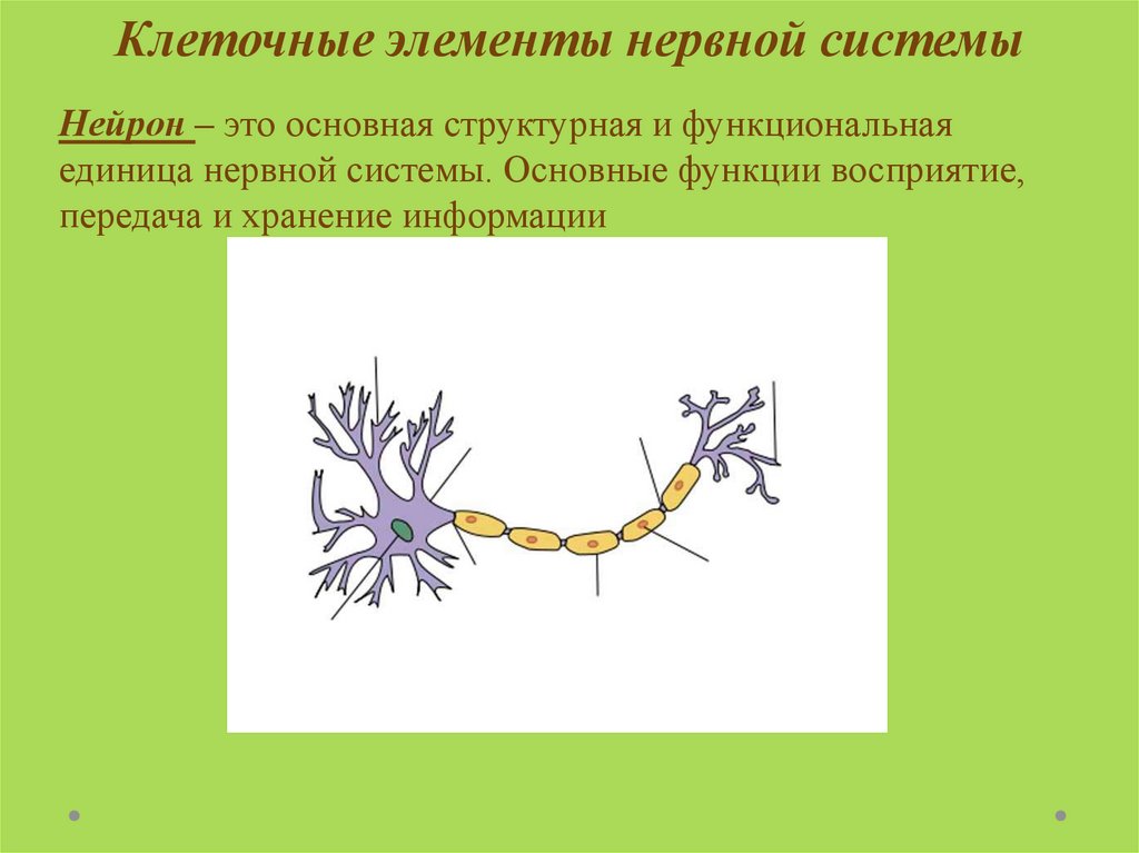 Элементы нервной системы