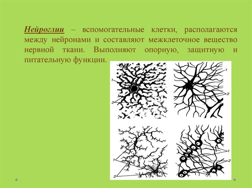 Ткань клетки межклеточное вещество. Клетки межклеточного вещества нервной ткани. Вспомогательные клетки нейроглии. Клетки нейроглии выполняют. Функции клеток нейроглии.