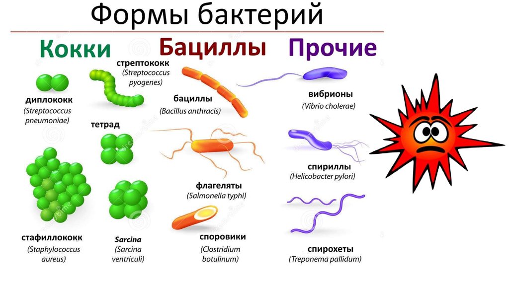 Бактерии человека название. Строение и формы бактерий. Форма бактерий таблица. Формы клеток бактерий 5 класс биология. Какие формы бактерий 5 класс биология.