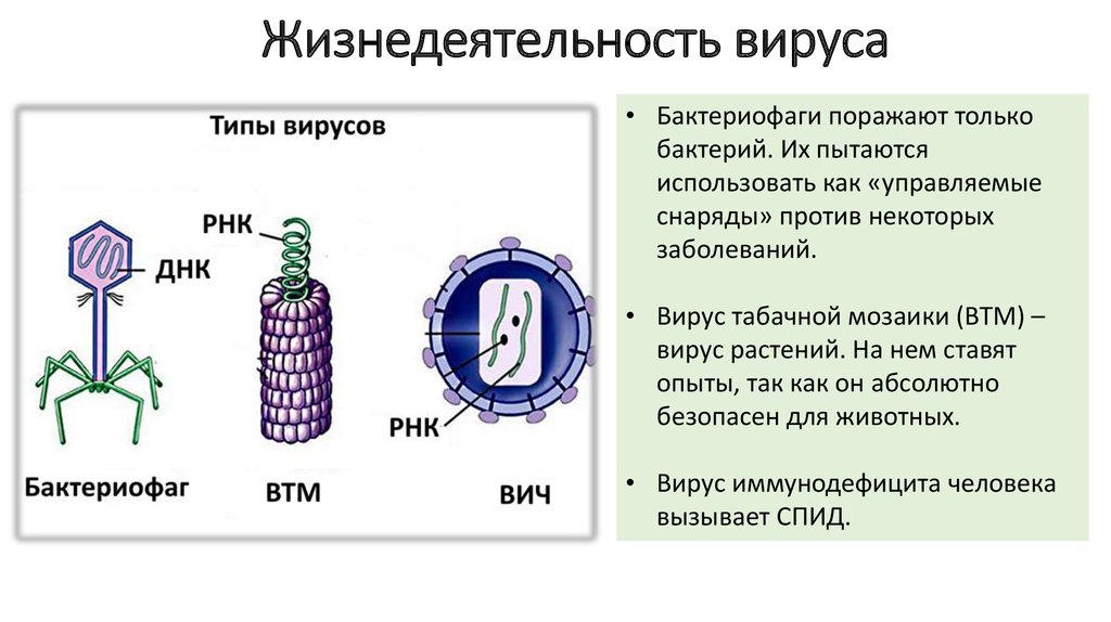 Особенности строения и жизнедеятельности вирусов 5 класс. Строение вируса бактериофага. Вирус табачной мозаики и бактериофаг. Вирусы строение и жизнедеятельность. Бактериофаг функции структур.