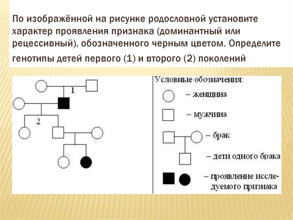 По изображенной на рисунке родословной определите вероятность в процентах рождения ребенка