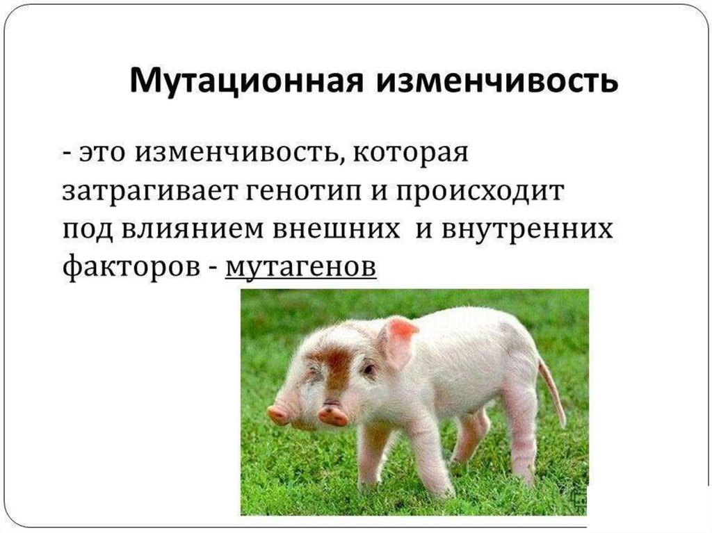 Мутационная изменчивость. Мутуционые изменчивость. Мутауионыве изменчивость. Мутационная изменчивость это в биологии.