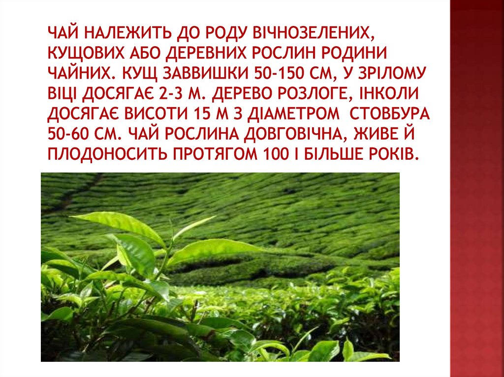 Чай належить до роду вічнозелених, кущових або деревних рослин родини чайних. Кущ заввишки 50-150 см, у зрілому віці досягає