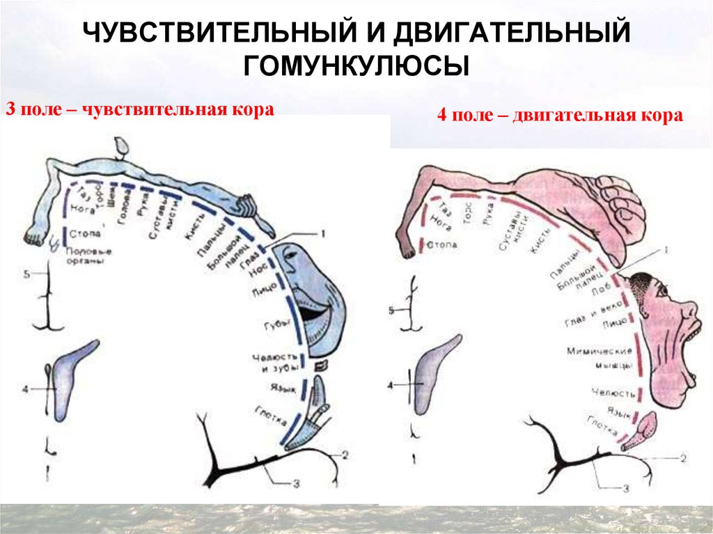 Схема соматотопической проекции в коре головного мозга описана