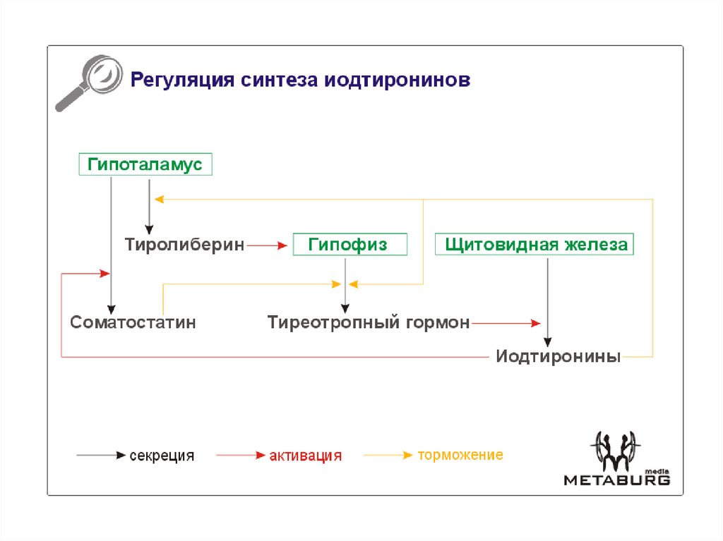 Гипоталамус гормон роста биосинтез белка рост организма схема