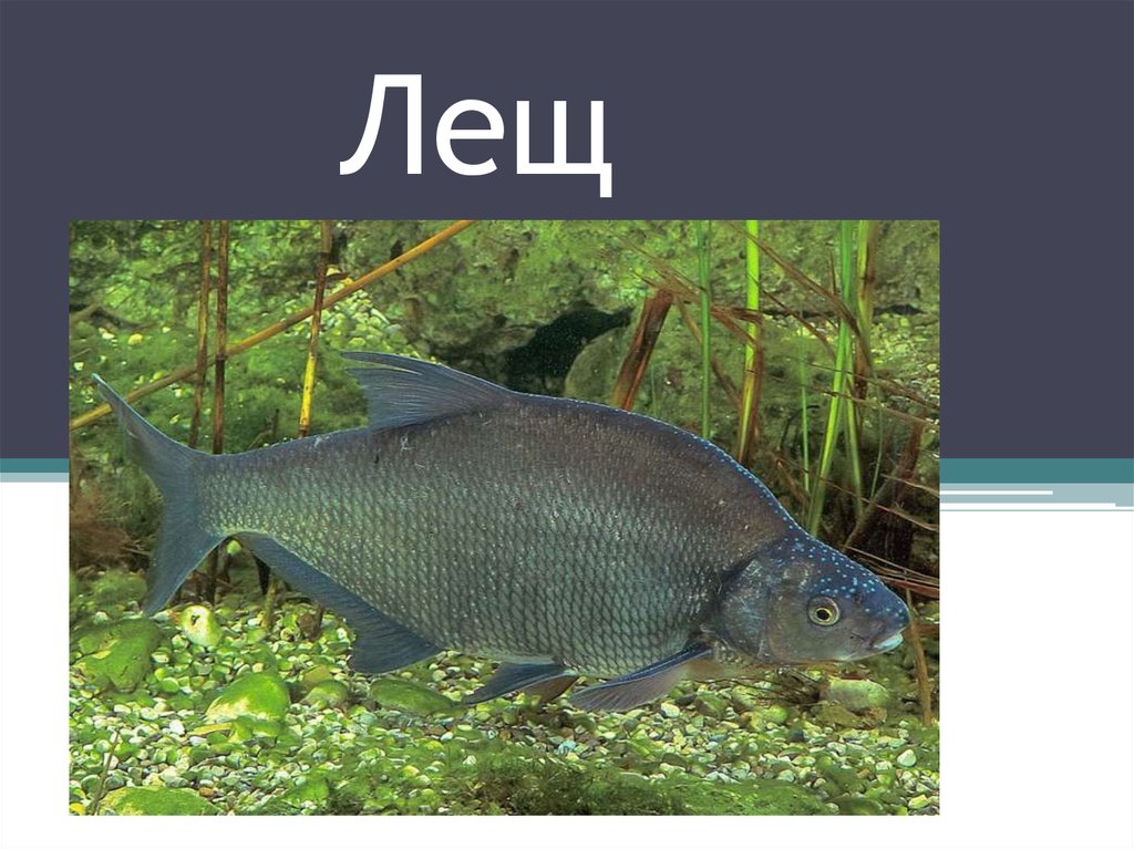 Лещ
