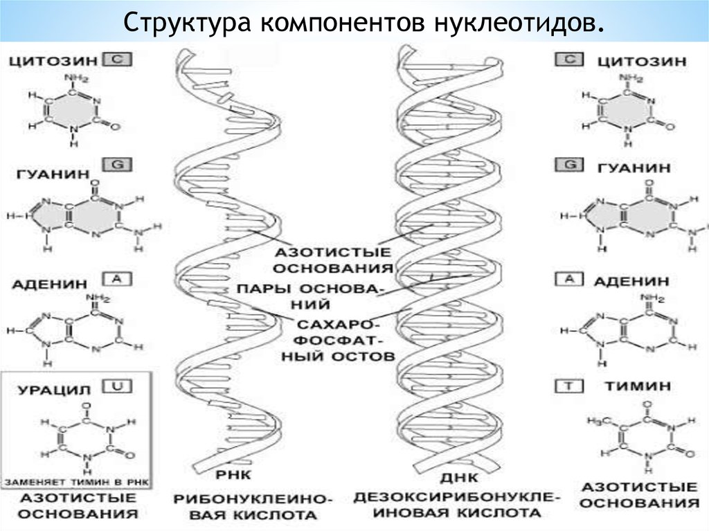 Нуклеиновая кислота входящая в состав хромосом. Нуклеиновые кислоты как выглядят. Методы для разделения +нуклеиновых кислот. Качественные реакции на нуклеиновые кислоты. Нуклеопротеидных структур.