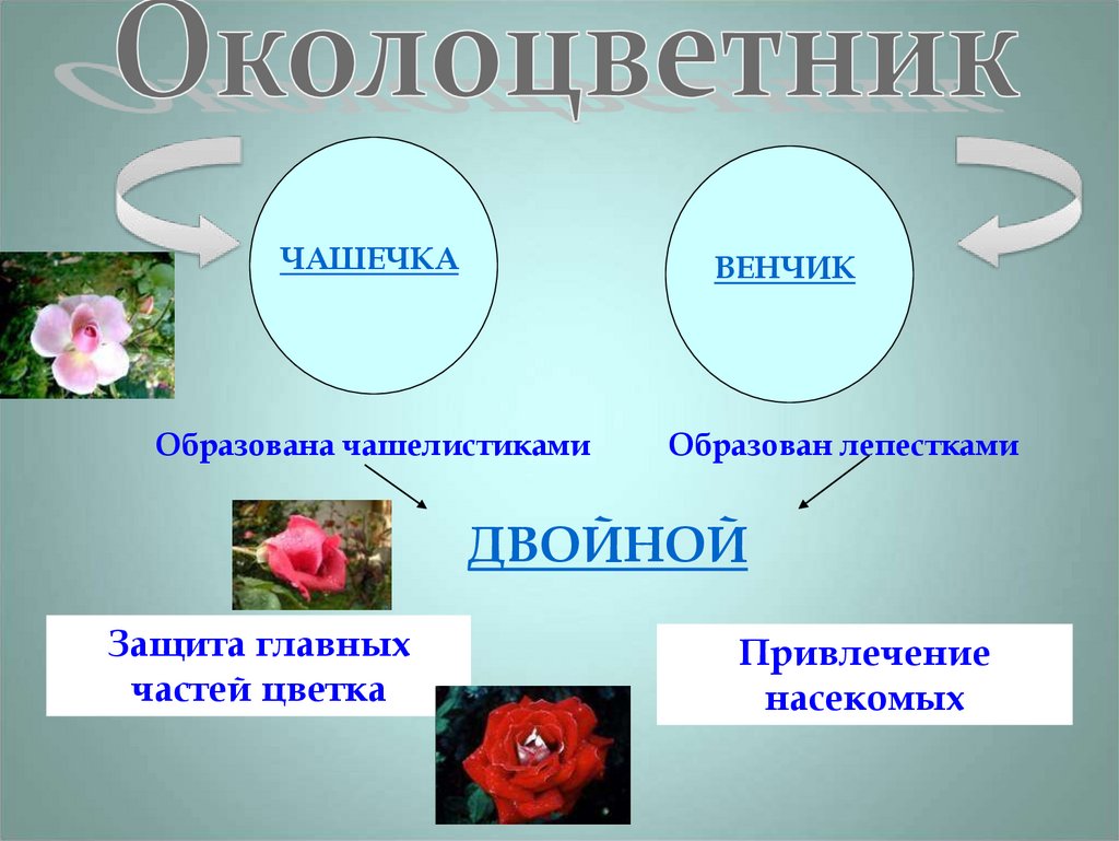 Какая из перечисленных частей цветка привлекает насекомых