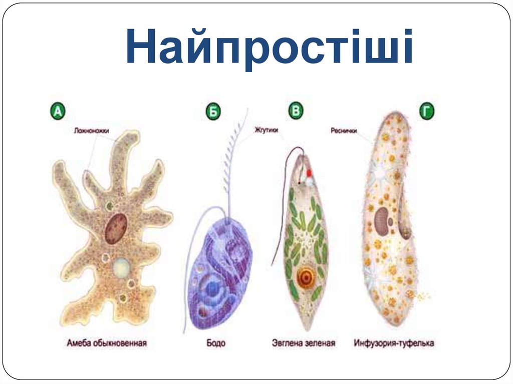 Амеба обыкновенная и инфузория туфелька. Одноклеточные организмы амеба. Одноклеточные животные строение. Простейшие амеба. Простейшие одноклеточные организмы амеба.