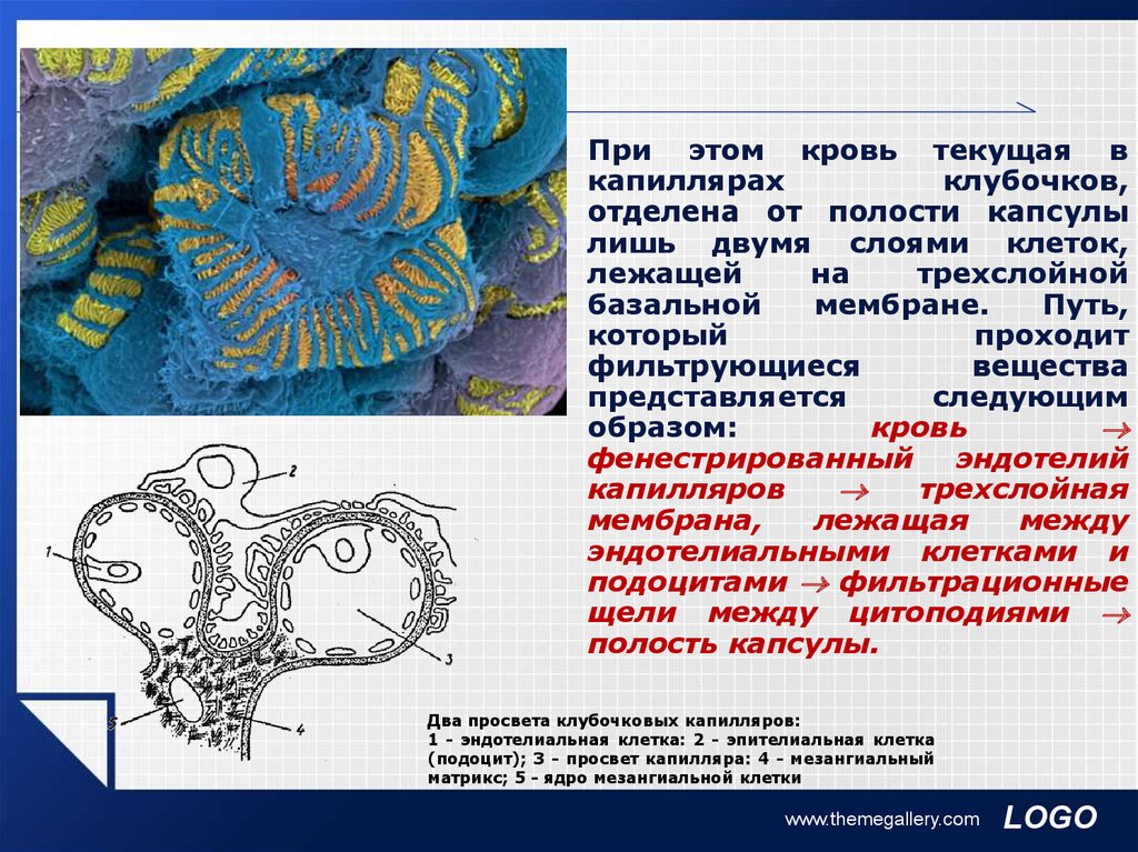 В капиллярном клубочке какая кровь. Слои базальной мембраны клубочков. Клетки капиллярного клубочка. Подоциты мезангиальные клетки. Сосудистый клубочек базальная мембрана.