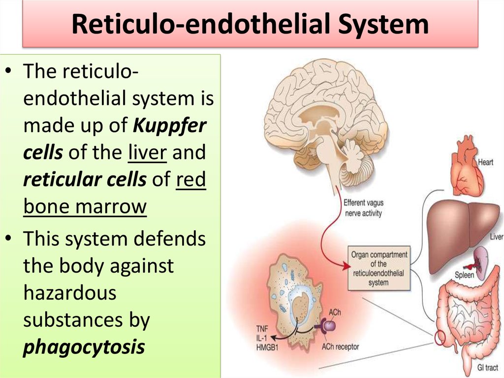 presentation on reticuloendothelial system