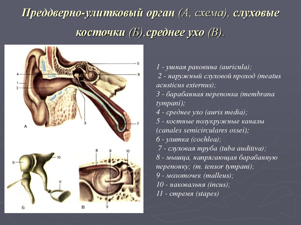 Слуховые косточки расположены в каком ухе. Преддверно улитковый орган слуховые косточки среднее ухо. Преддверно улитковый анализатор схема. Графологическая структура преддверно улитковый орган. Преддверно улитковый орган анатомия.