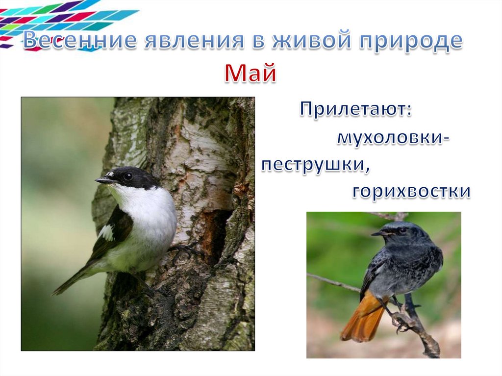 Весенние явления в живой природе Май Прилетают: мухоловки- пеструшки, горихвостки