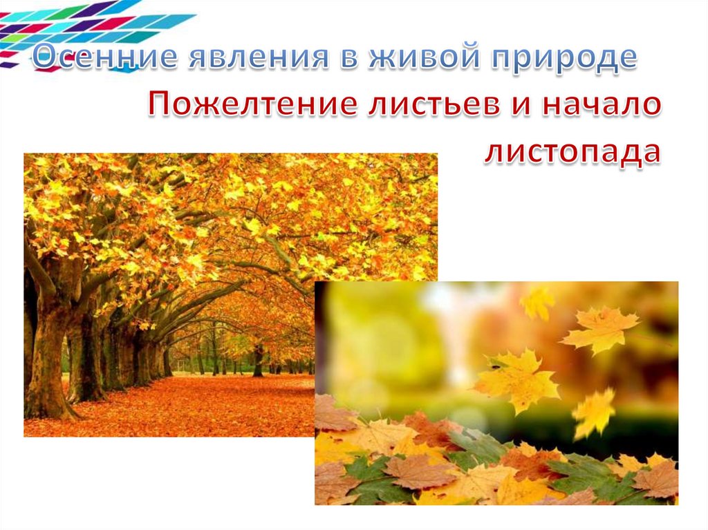 Осенние явления в живой природе Пожелтение листьев и начало листопада