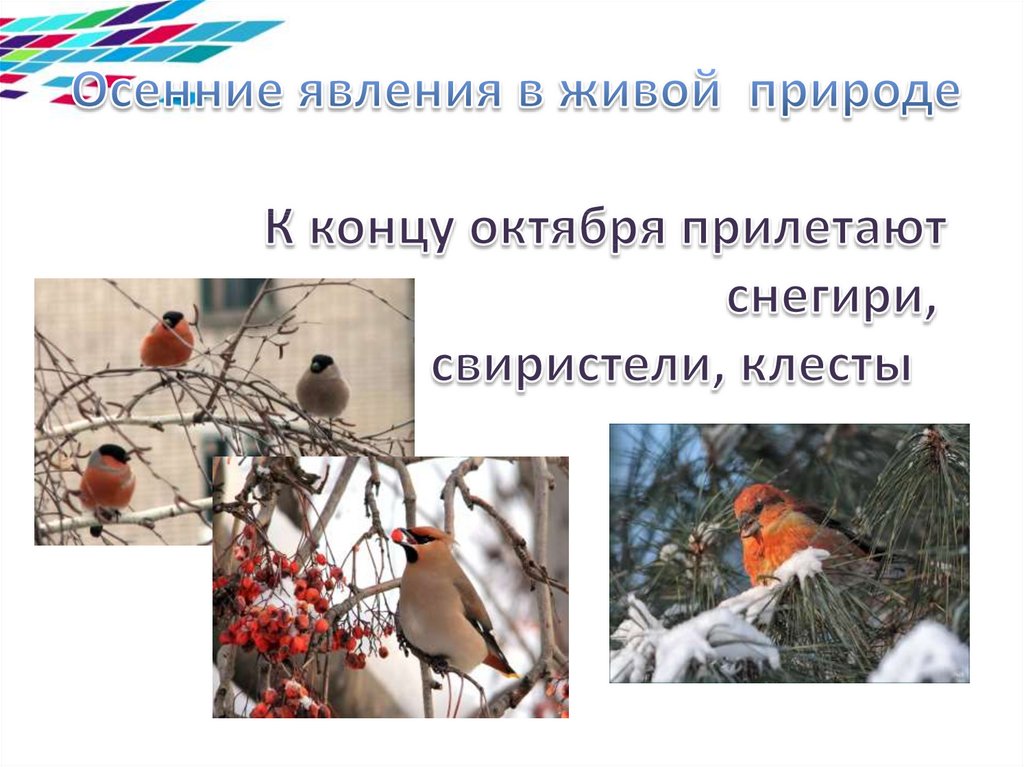 Осенние явления в живой природе К концу октября прилетают снегири, свиристели, клесты