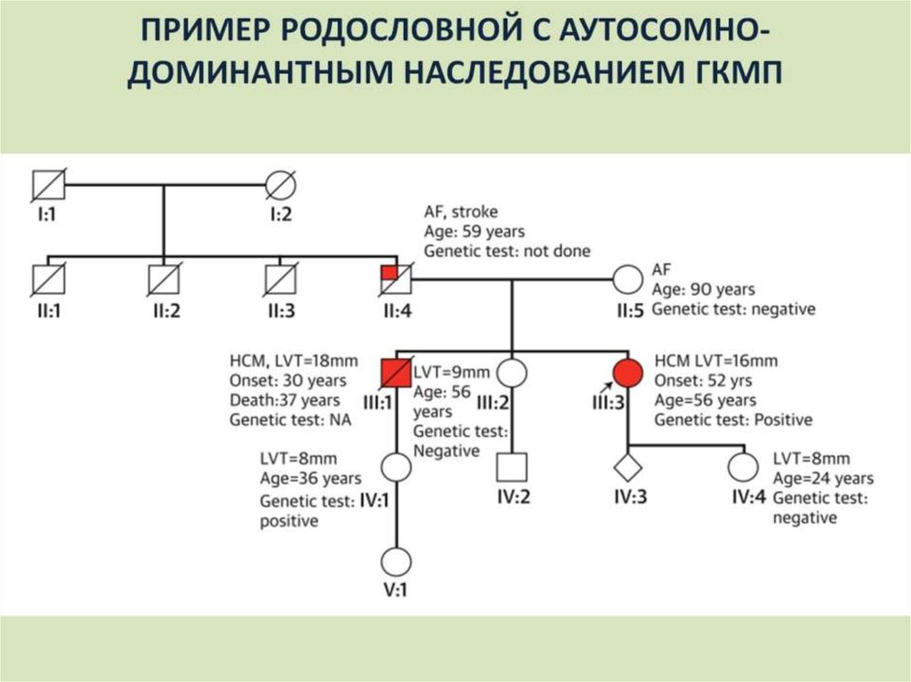 ПРИМЕР РОДОСЛОВНОЙ С АУТОСОМНО-ДОМИНАНТНЫМ НАСЛЕДОВАНИЕМ ГКМП