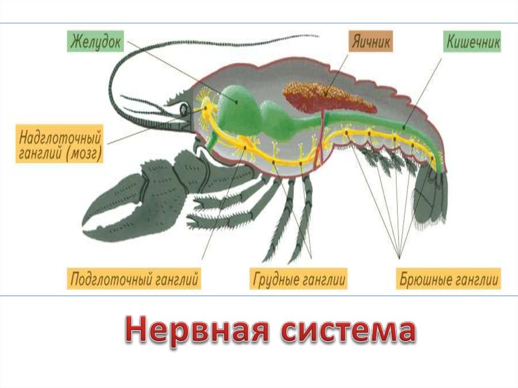 Какая система у рака. Нервная система ракообразных. Нервная система система ракообразных. Система органов чувств ракообразных. Пищеварительная система ракообразных.