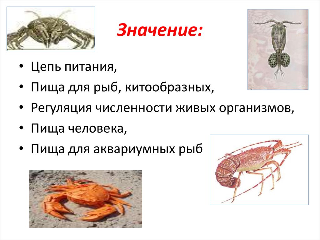 Особенности строения членистоногих. Ракообразные представители. Крокодил Тип Членистоногие.