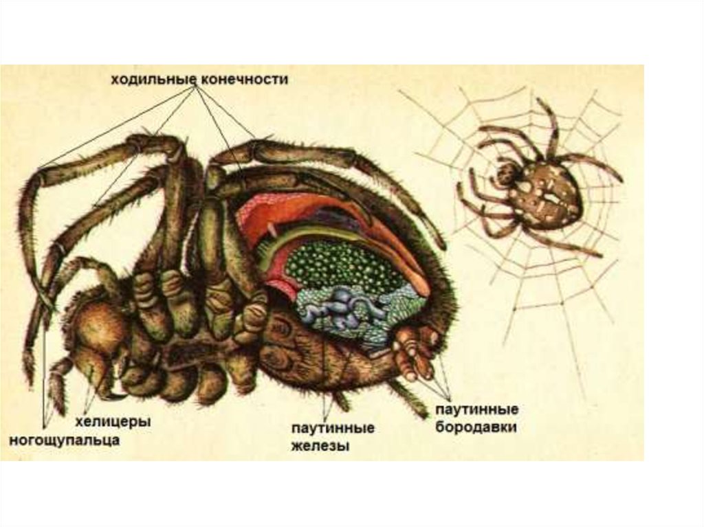 Паукообразные паутинные железы