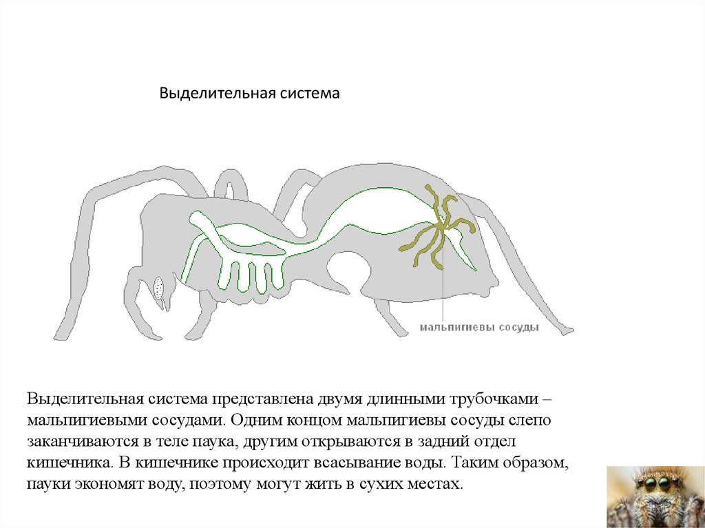 Какая функция у мальпигиевых сосудов. Выделительная система паукообразных. Мальпигиевы сосуды паука. Мальпигиевы сосуды у паукообразных. Выделительная система паука представлена.