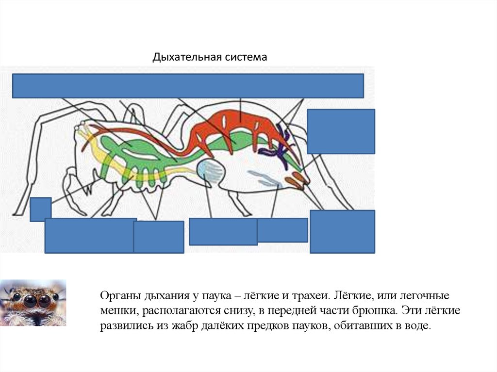 Паукообразные дыхательная. Органы дыхательной системы у паукообразных. Дыхательная система паука крестовика. Легочные мешки паука крестовика. Дыхательная система паука органы дыхания.