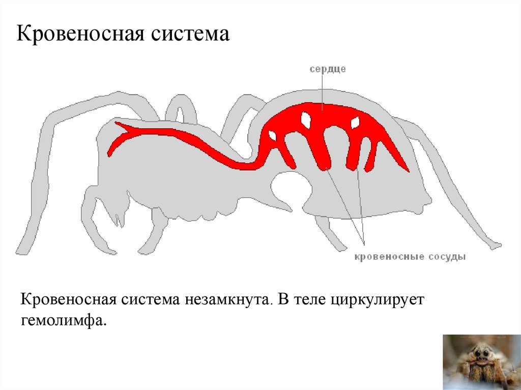 Используя рисунок 83 на странице 108 охарактеризуйте особенности внешнего строения членистоногих