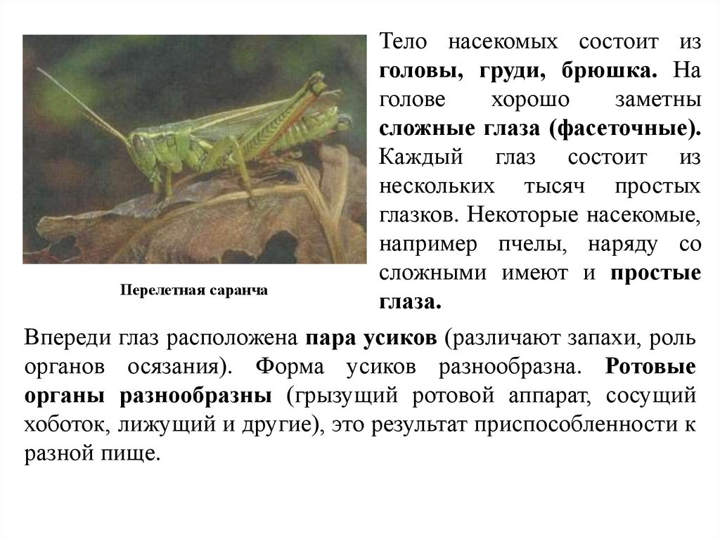 Тело насекомых состоит из. Фасеточные глаза у ракообразных. Органы: головы, груди, брюшка саранчи. Грудь у Саранча перелётная.