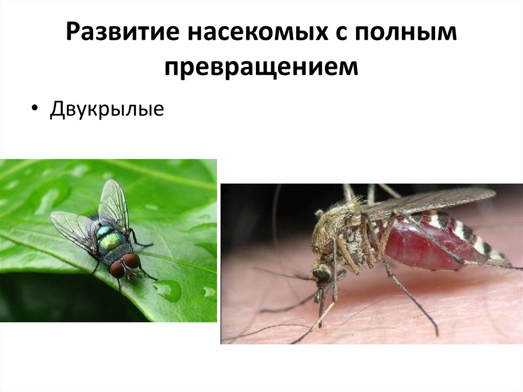 Тип превращения мухи. Комар превращение. Развитие комара с полным превращением. Комар полное превращение. Двукрылые полное превращение.